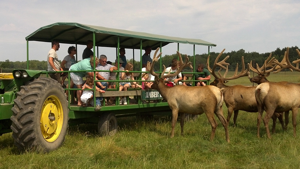 Amber Elk Ranch - Visit Ludington